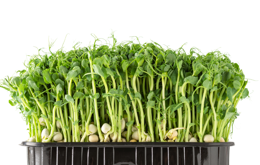 Microgreen